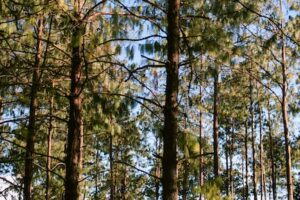 ¿Cuál es el árbol que vive más tiempo?