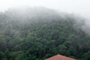 ¿Qué significa un ciprés en una casa?